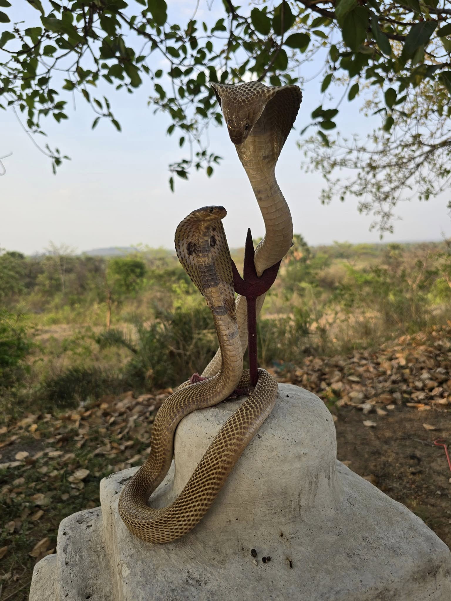 जहरीले सांपों को गले में लपेटकर करते हैं पूजा, नहीं होता जहर का असर